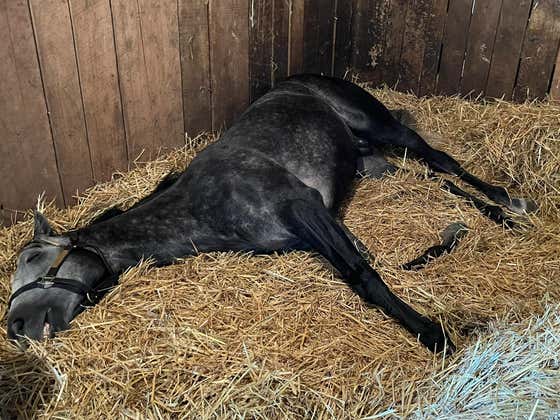 This Beautiful Sleepy Head Is About To Take Home Another $100,000 Stakes Winner At The "Carle Place Stakes" Today At Belmont