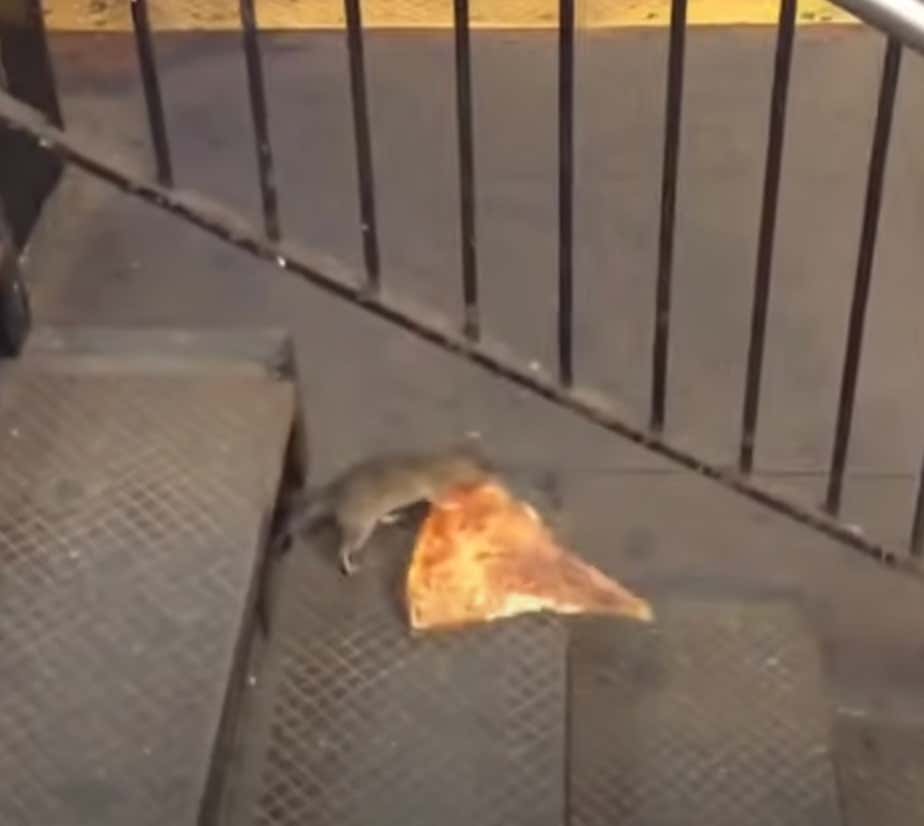 Out Of All Things Going Wrong With The Organization, The Yankees Are Embarrassed About a 'Pizza Rat' Promotion Their Former Minor League Affiliate Ran Back in 2018