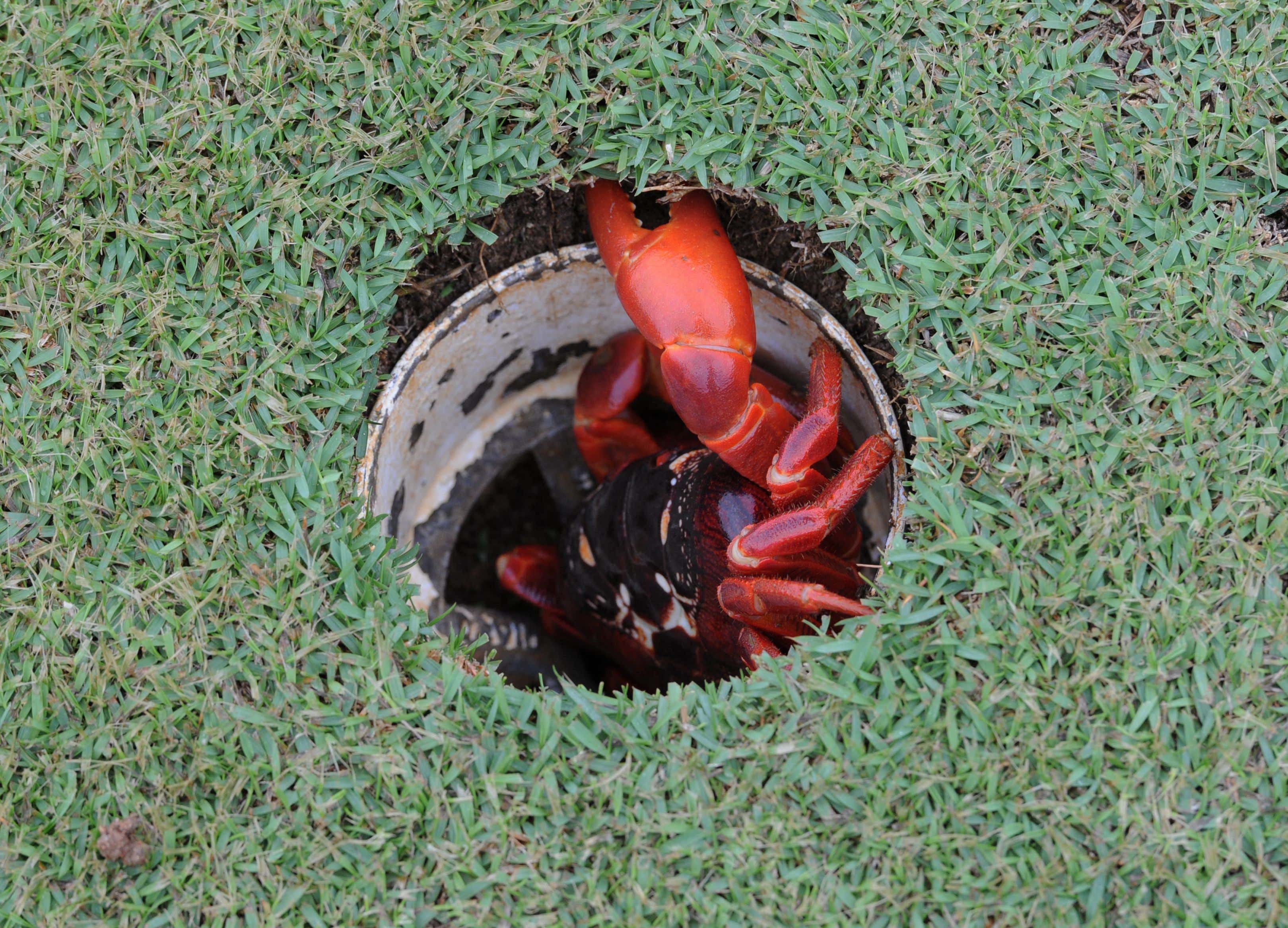 Here's A New One, An Australian Golfer's Round Was Ruined By A Giant Crab