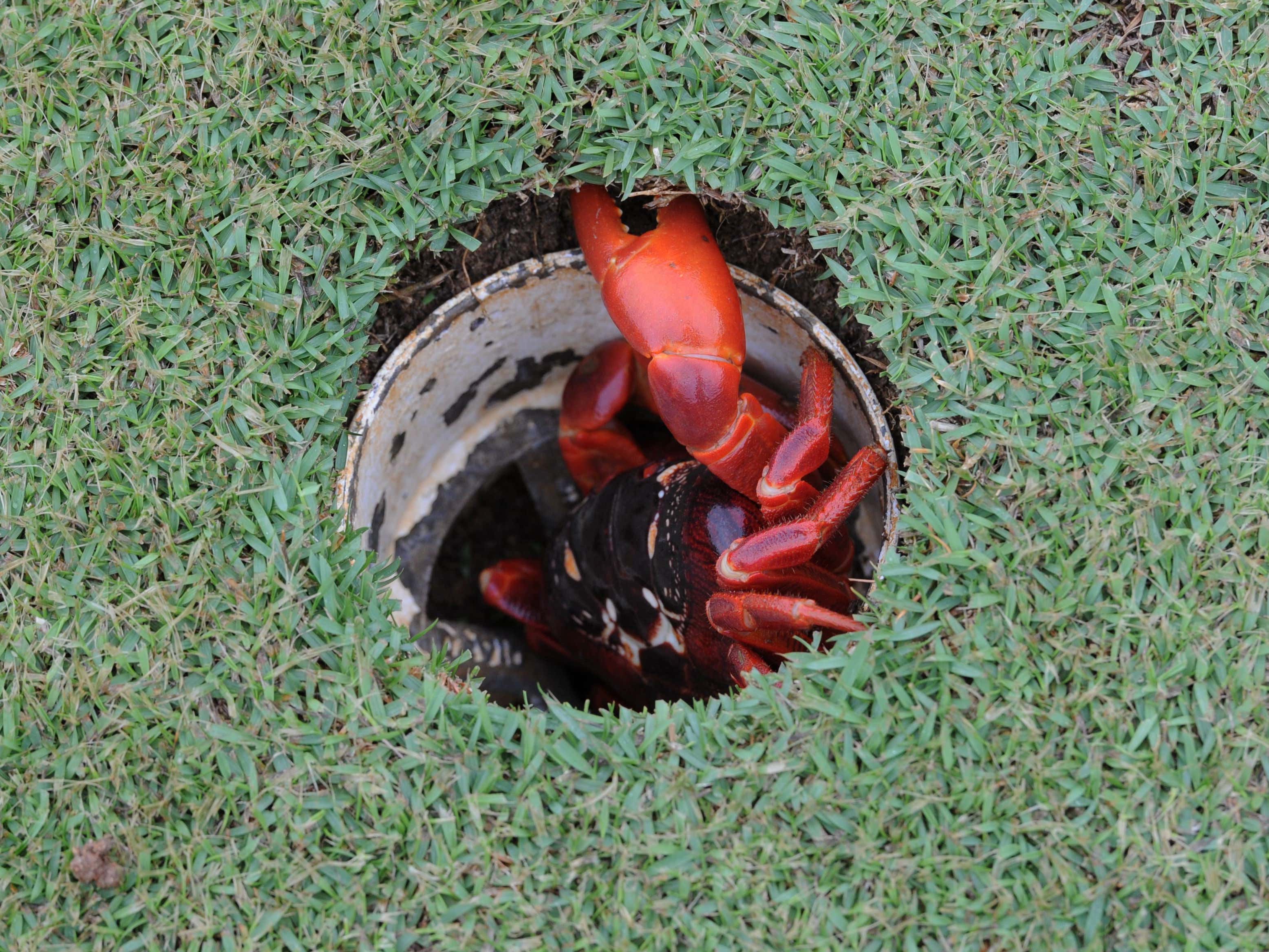 Here's A New One, An Australian Golfer's Round Was Ruined By A Giant