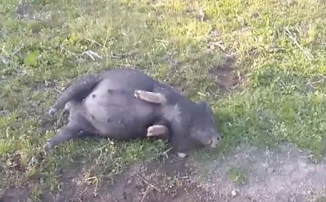 This Potbelly Pig Is Drunk As FUCK