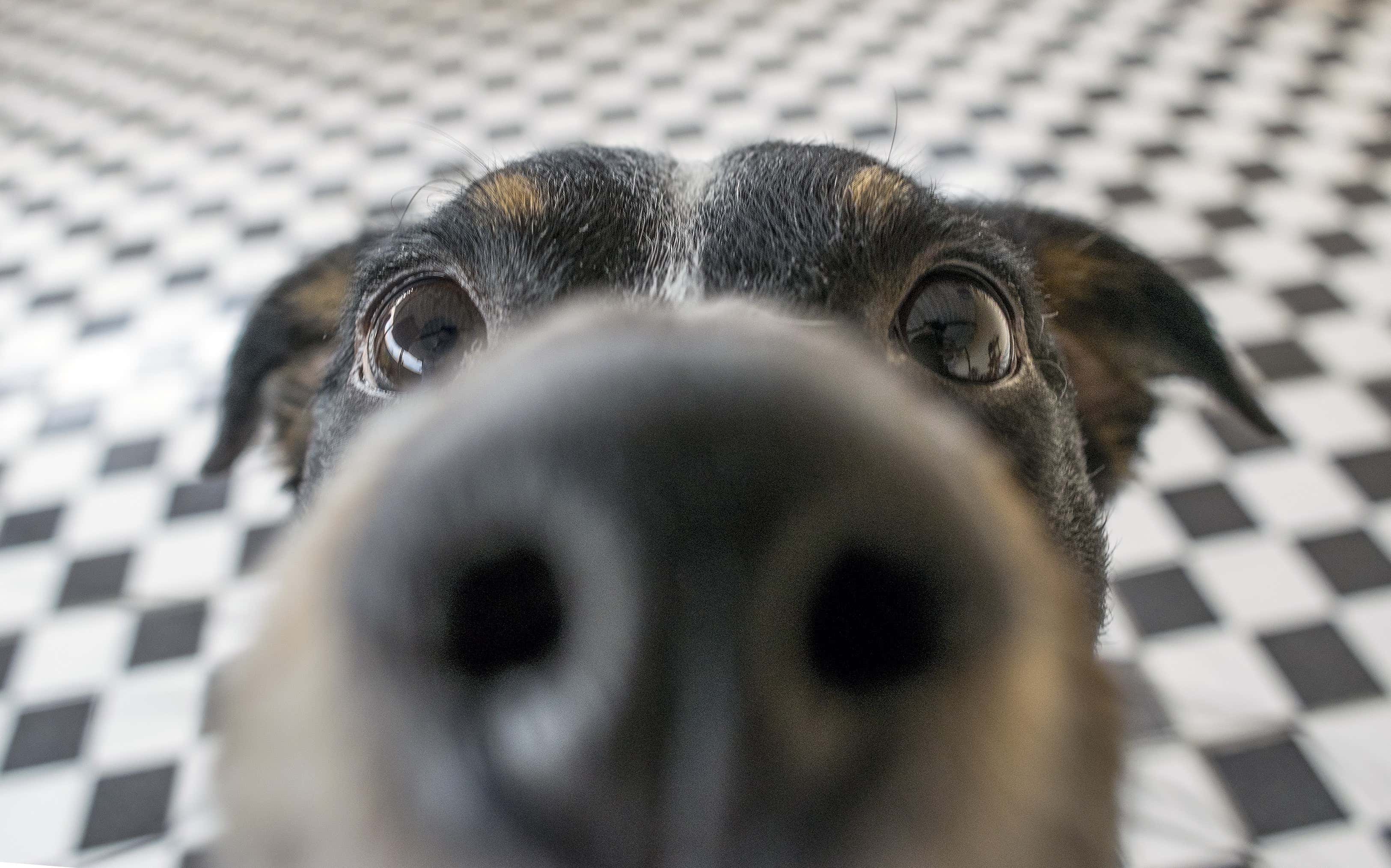 Watch This When You're High - How Do Dogs Smell Fear?