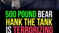 Don't Let Them Pull a Harambe on Hank The Tank