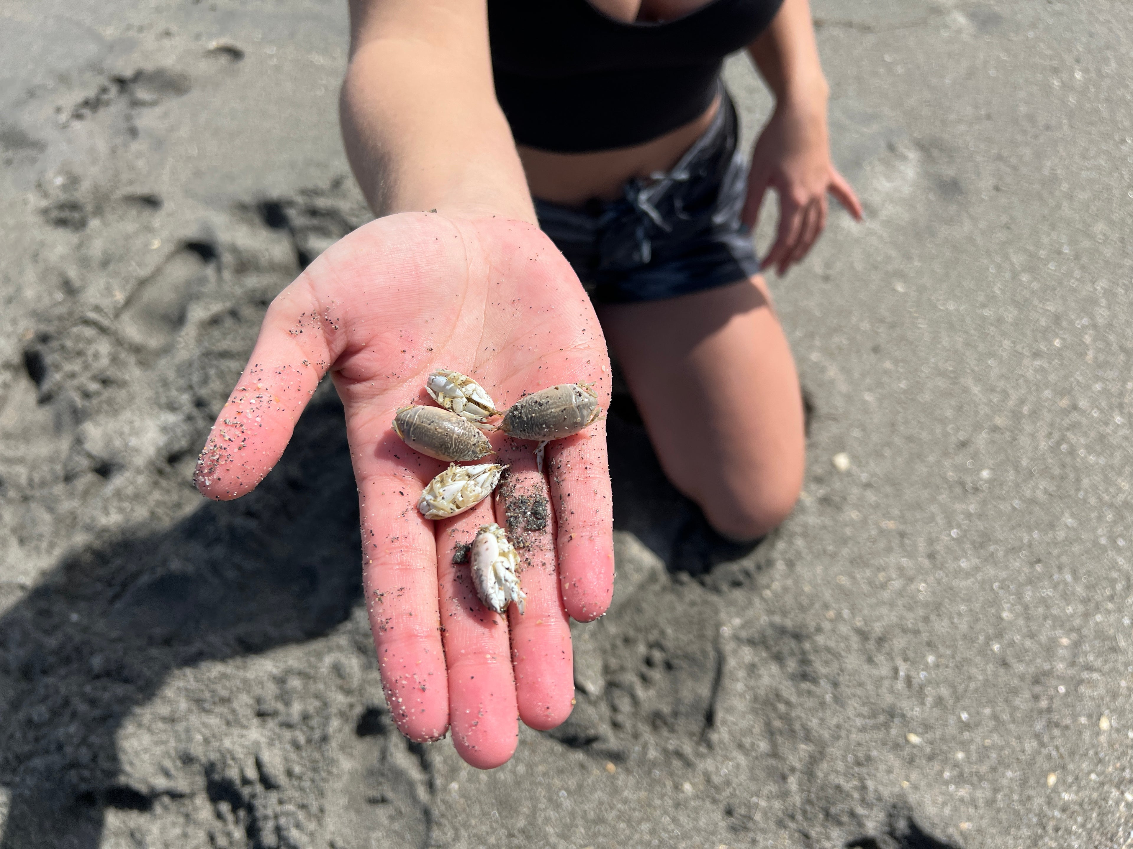 Catching Sand Fleas at the Beach!!