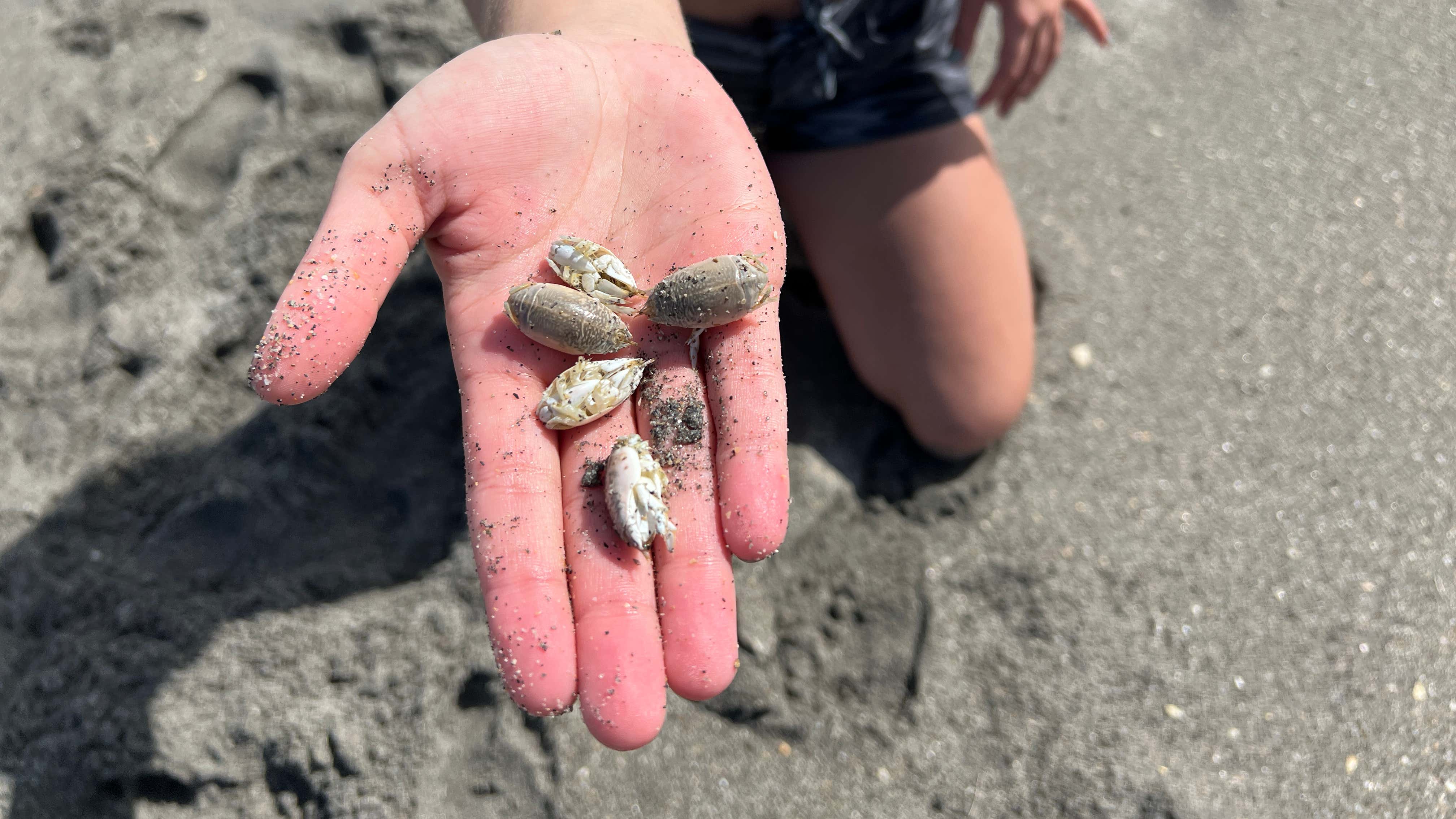 Catching Sand Fleas at the Beach!! Barstool Sports