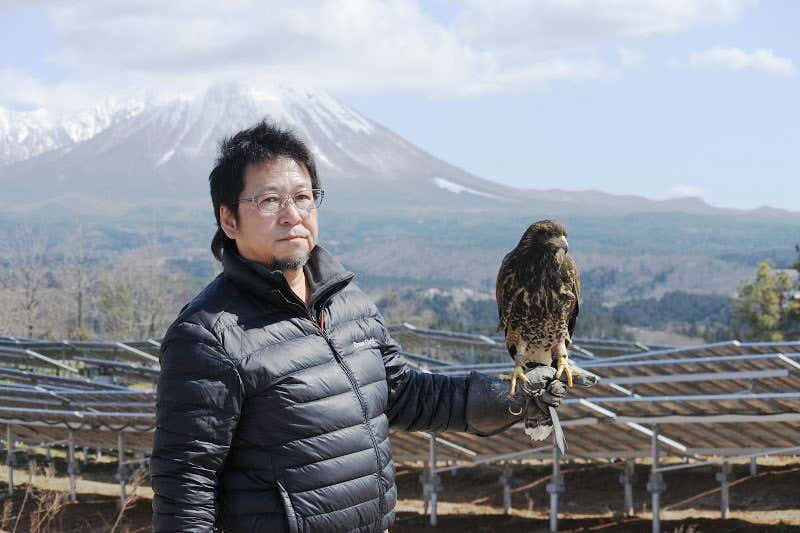 The Japanese are using Falconry to fight Global Warming