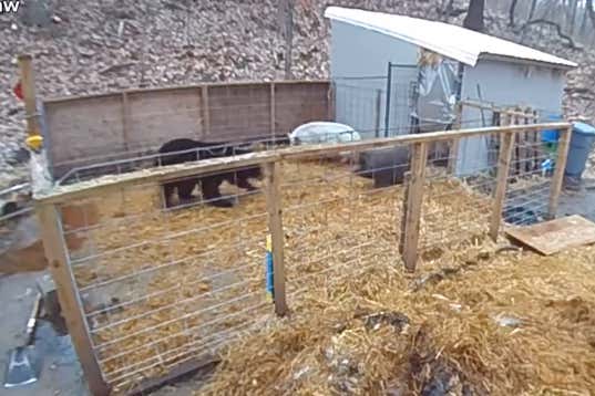 2 Potbellied Pigs Vs. A Black Bear - Who Ya Got?