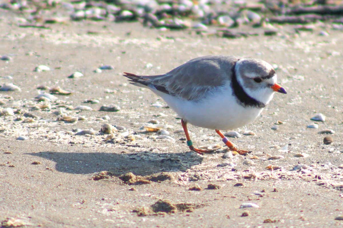 A Sad Day For Chicago As We Mourn The Death Of Monty The Piping Plover
