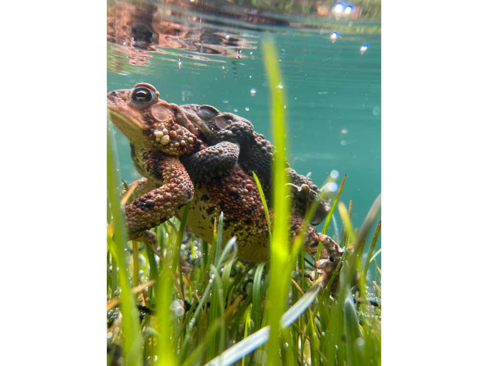 Lets talk about Herps: Its as infectious as you think it is
