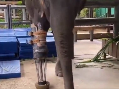 Elephant Learns To Walk Again