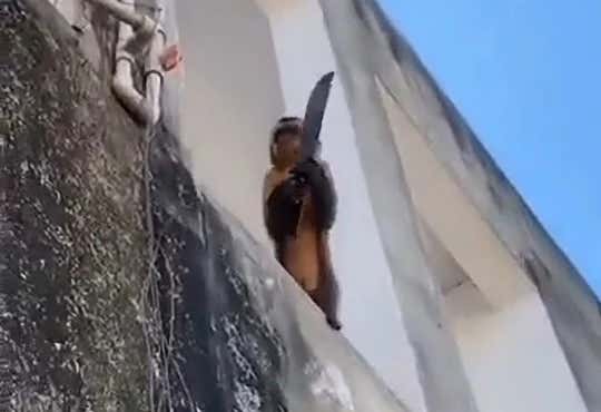 A Machete-Wielding Monkey Has Been Terrorizing an Entire Town