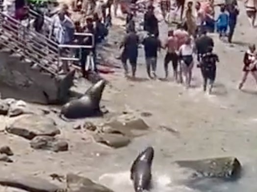 VIDEO: Sea Lions Attack!