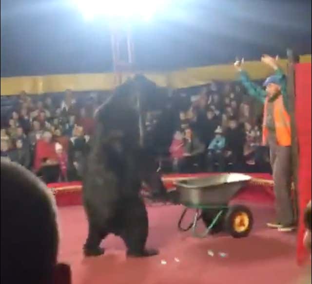 VIDEO: Circus Bear Snaps