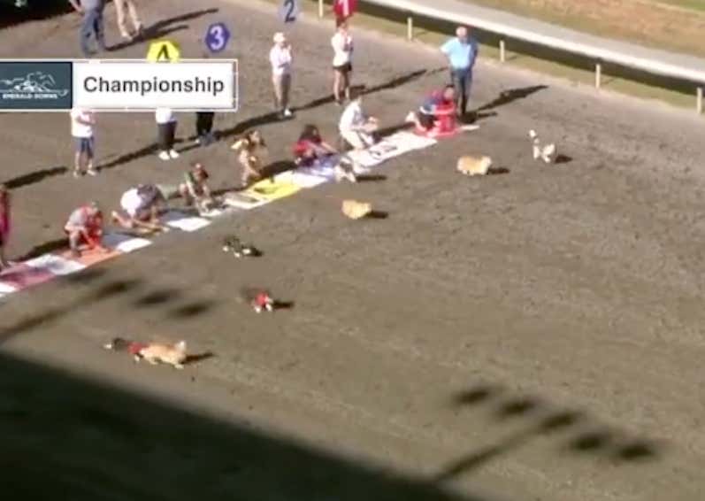 Corgi Racing Is The Sport Of The Future