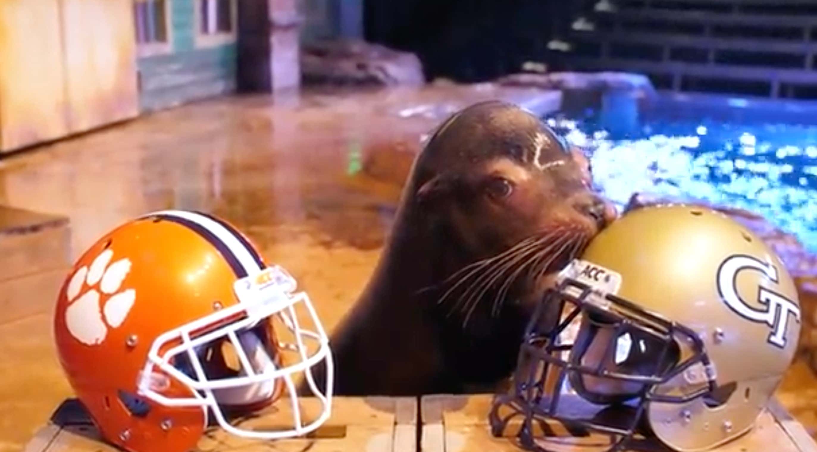 BREAKING: Diego The Sea Lion Says Georgia Tech Will Upset Clemson Week 1