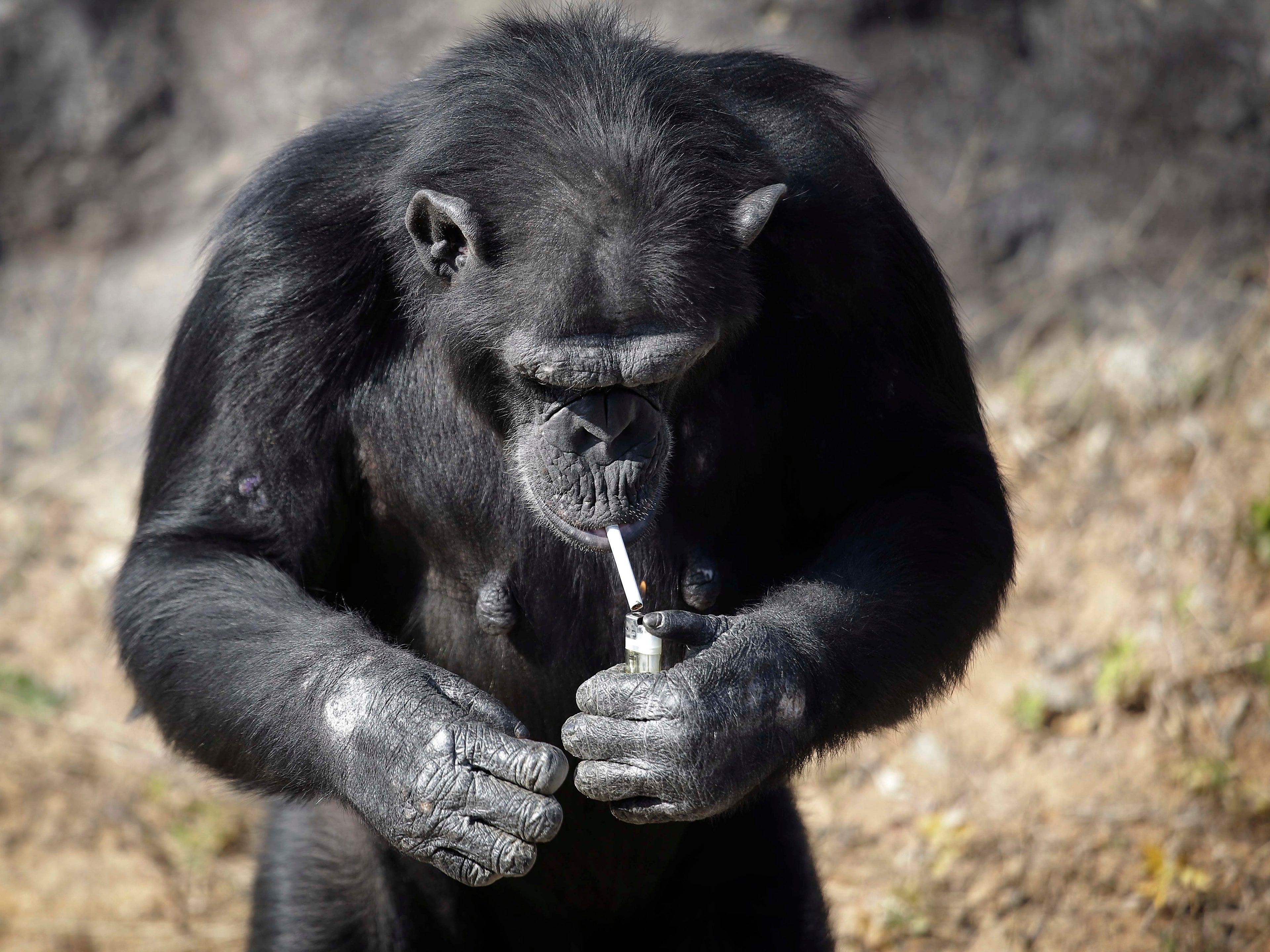 Azalea The Smoking Chimp