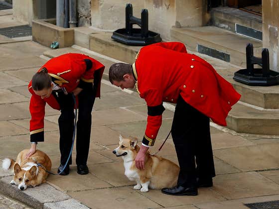 You Can Feel However You Want About The Queen But You Are A Monster If You Don't Feel Bad For Her Heartbroken, Grieving Corgis