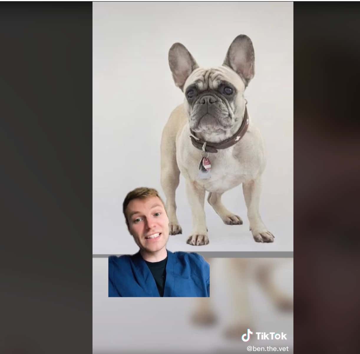 Another Vet Has Gone Viral For Posting A Video Naming The Five Dog Breeds He WOULD NOT Ever Own. And He Sucks More Than Any Of These Dogs. BONUS - I Miss My Boxer So Freaking Much...