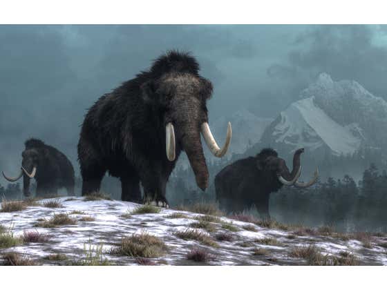 Now That Dire Wolves are Back, the Next Animal Up on the De-Extinction List is the Woolly Mammoth
