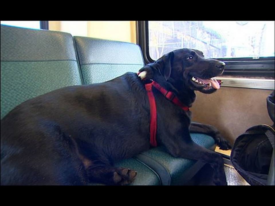 Pour One Out For Eclipse The Black Lab, Who Would Ride The Bus Solo To The Dog Park, As She Sadly Passed Away This Weekend At Age 10