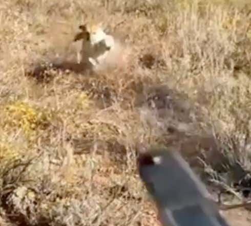 Watch: Guy Gets Continuously Stalked By Cougar Despite Firing Multiple Warning Shots Directly At Its Head