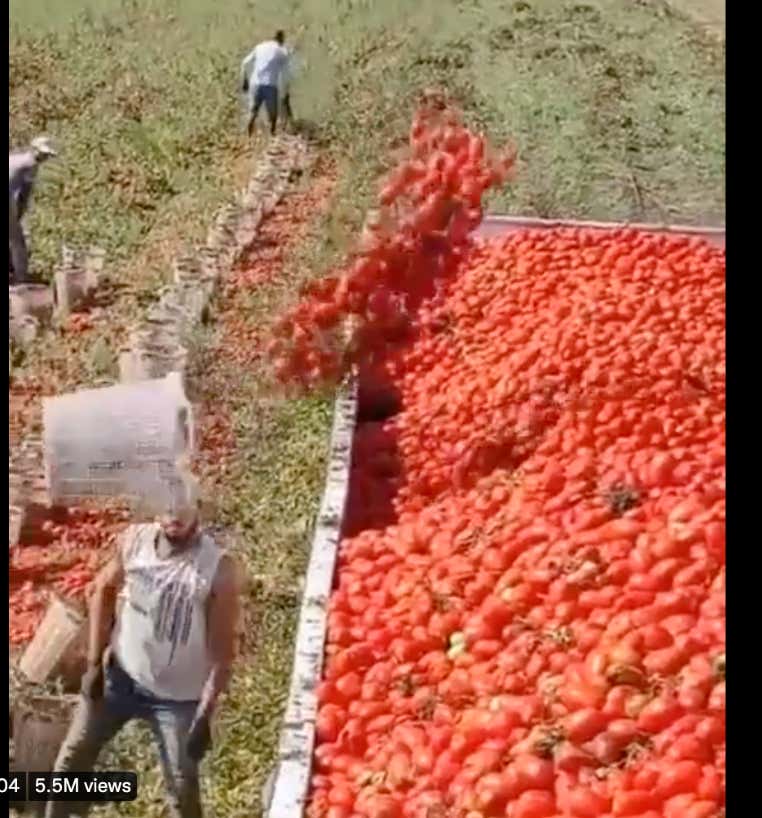 I've Watched This Video 500 Times, And I Don't Think I've Ever Been More Impressed Than By Seeing This Guy Chuck Baskets Of Tomatoes Perfectly Into A Truck Bed