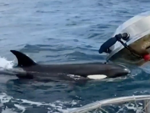 Wild Video Of A Bunch Of Killer Whales Sinking A Boat Full Of Fisherman After Launching A 45 Minute "Organized Attack"