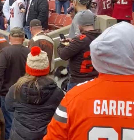 Of Course We Have A Skunk In The Stands At The Browns Game