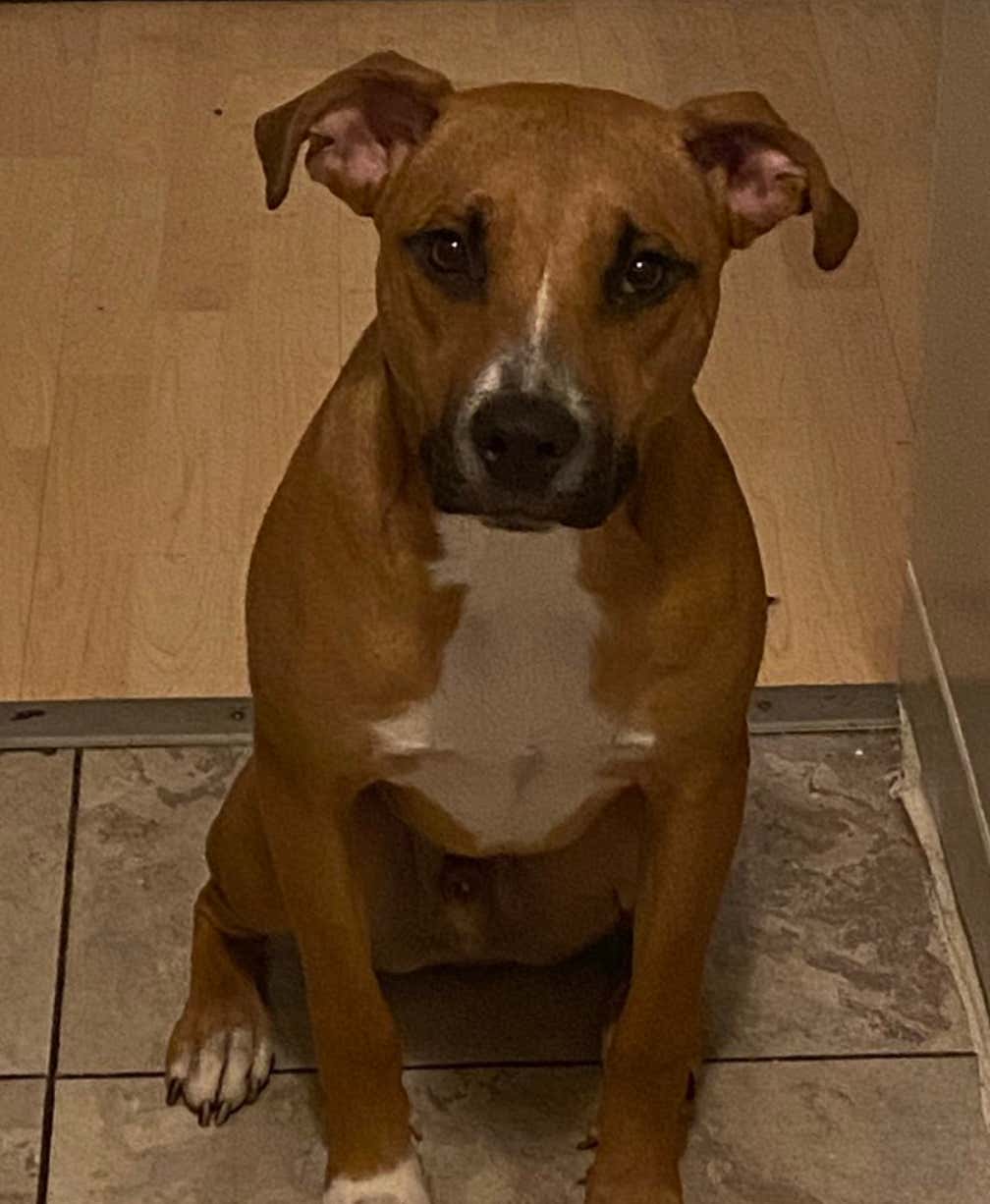 Not Everything In Life Is Shitty At Least We Have Dogs Barstool Sports