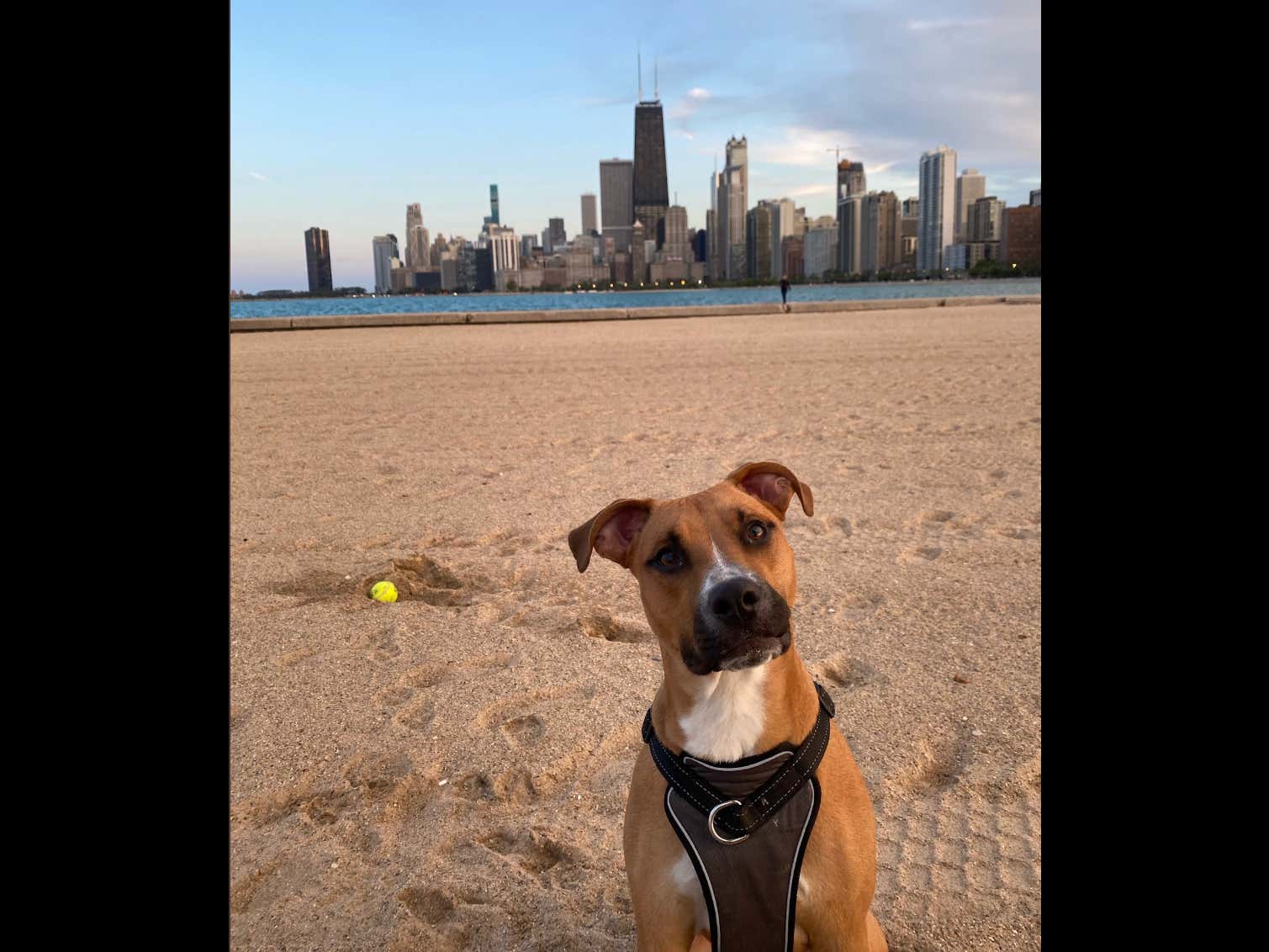 Not Everything In Life Is Shitty At Least We Have Dogs Barstool Sports