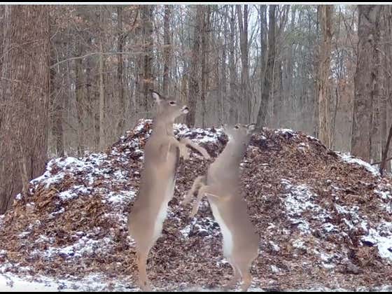 DEERS GET HIGH