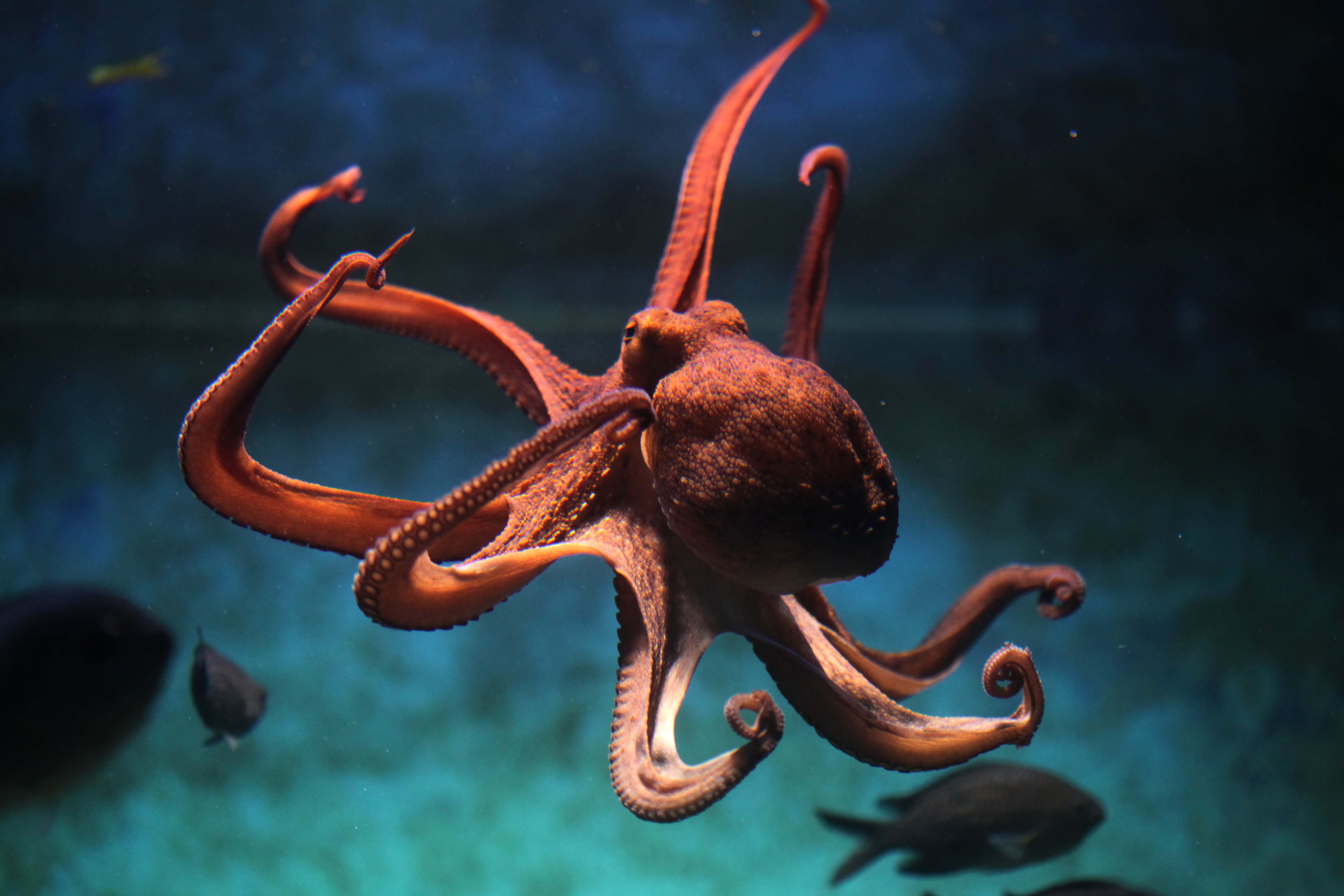 Watch This When You’re High - Octopus Aren’t From This Planet