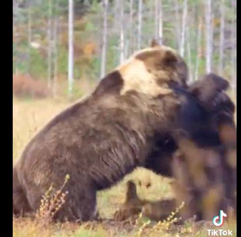 VIDEO: GRIZZLY BEARS DUKE IT OUT