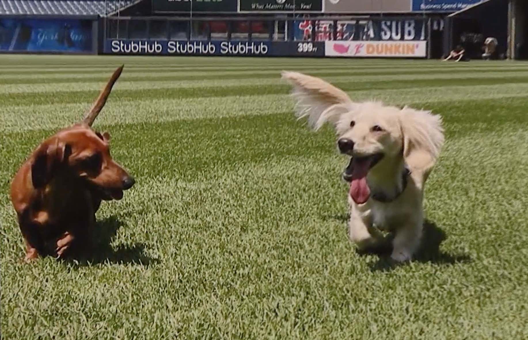 YES Network on Instagram: Anthony Rizzo's dog Kevin played a