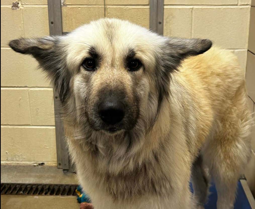 If You're In The Mood To Cry This Morning Read This Note Attached To A Dog That Arrived At A Shelter