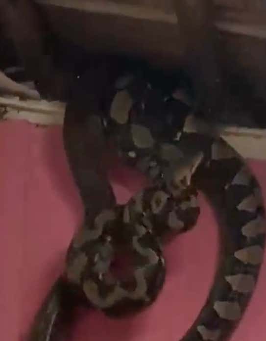 Monday Nightmares ... Monstrously Long Snakes Fall From The Ceiling