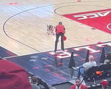 A Perfect Summary Of Louisville Basketball: The Frisbee-Catching Dog Stopped To Take A Shit On The Floor During The Halftime Show
