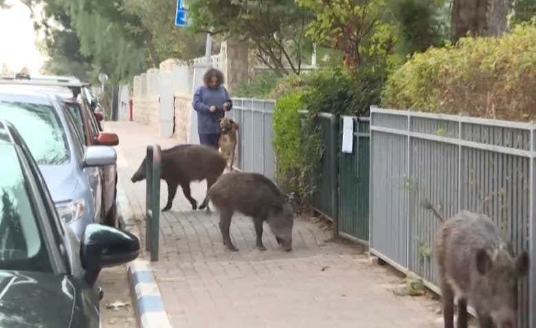 RED ALERT: Canadian "Super Pigs", "A Highly Intelligent, Possibly Invincible" Cross Between Wild Boars And Domestic Pigs, Are Invading The Northern U.S.