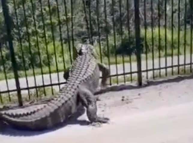 Terrifying PSA: Alligators Are Apparently Now Able To Bend Metal Gates And Walk Through Them