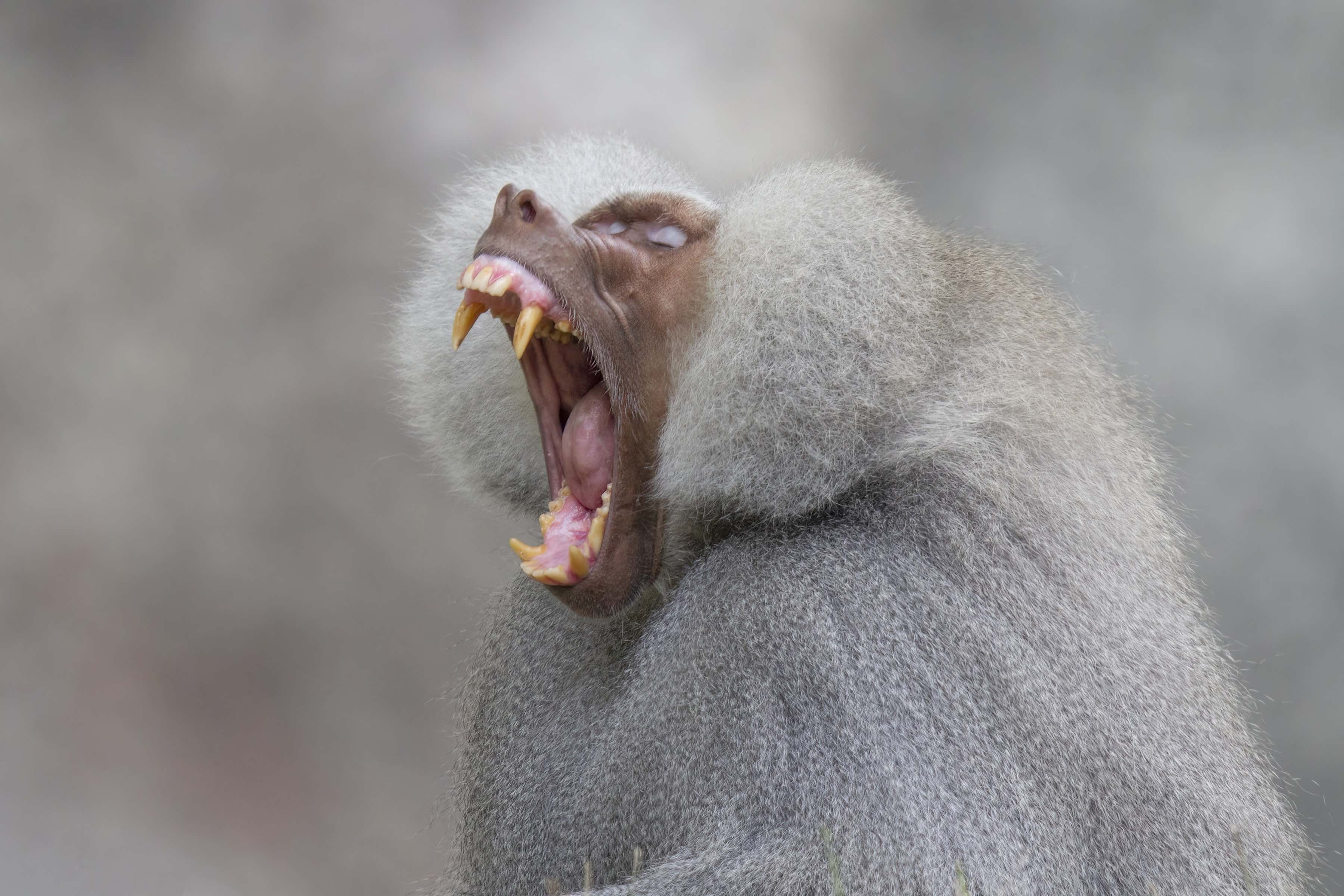 The Animal Apocalypse Continues as Baboons Critically Injure Hikers by Rolling EXPLODING Boulders Down a Cliff at Them