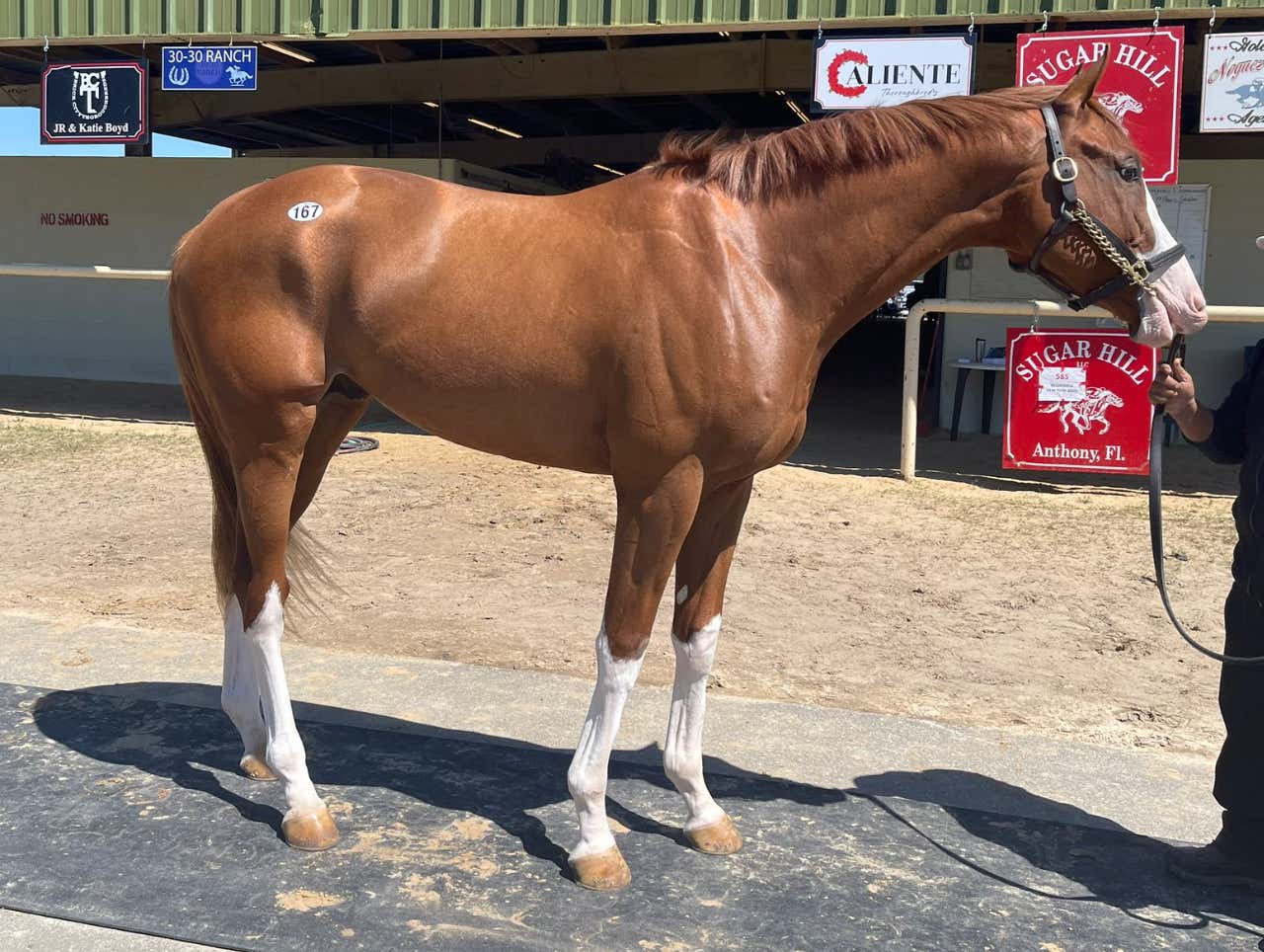 What Should Chief And I Name Our New Horse?