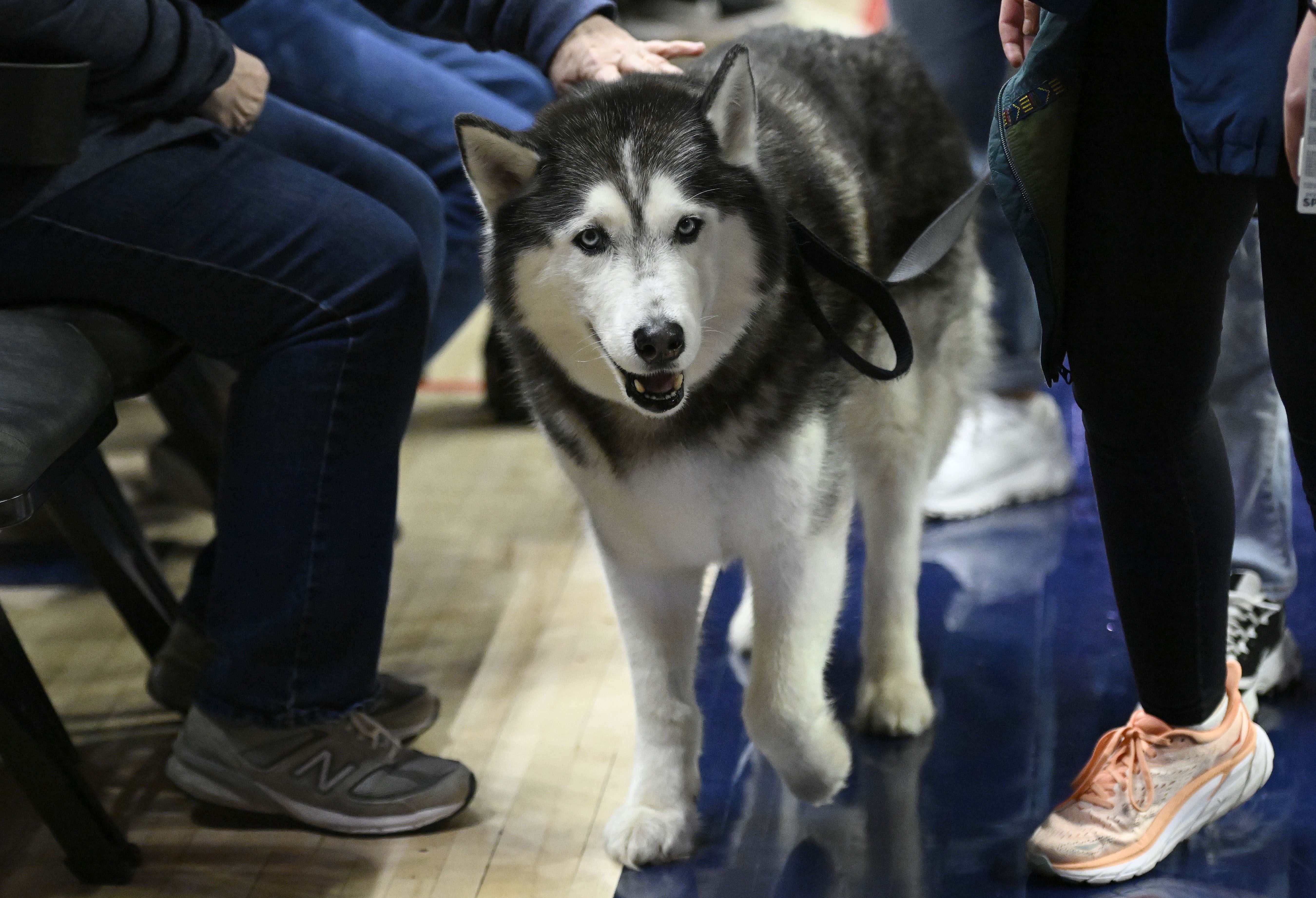 ALL-TIME JUJU TWIST: Someone Helped Get Jonathan The Husky (UConn's Mascot) A Flight To Houston, Will Now Be At The Final Four