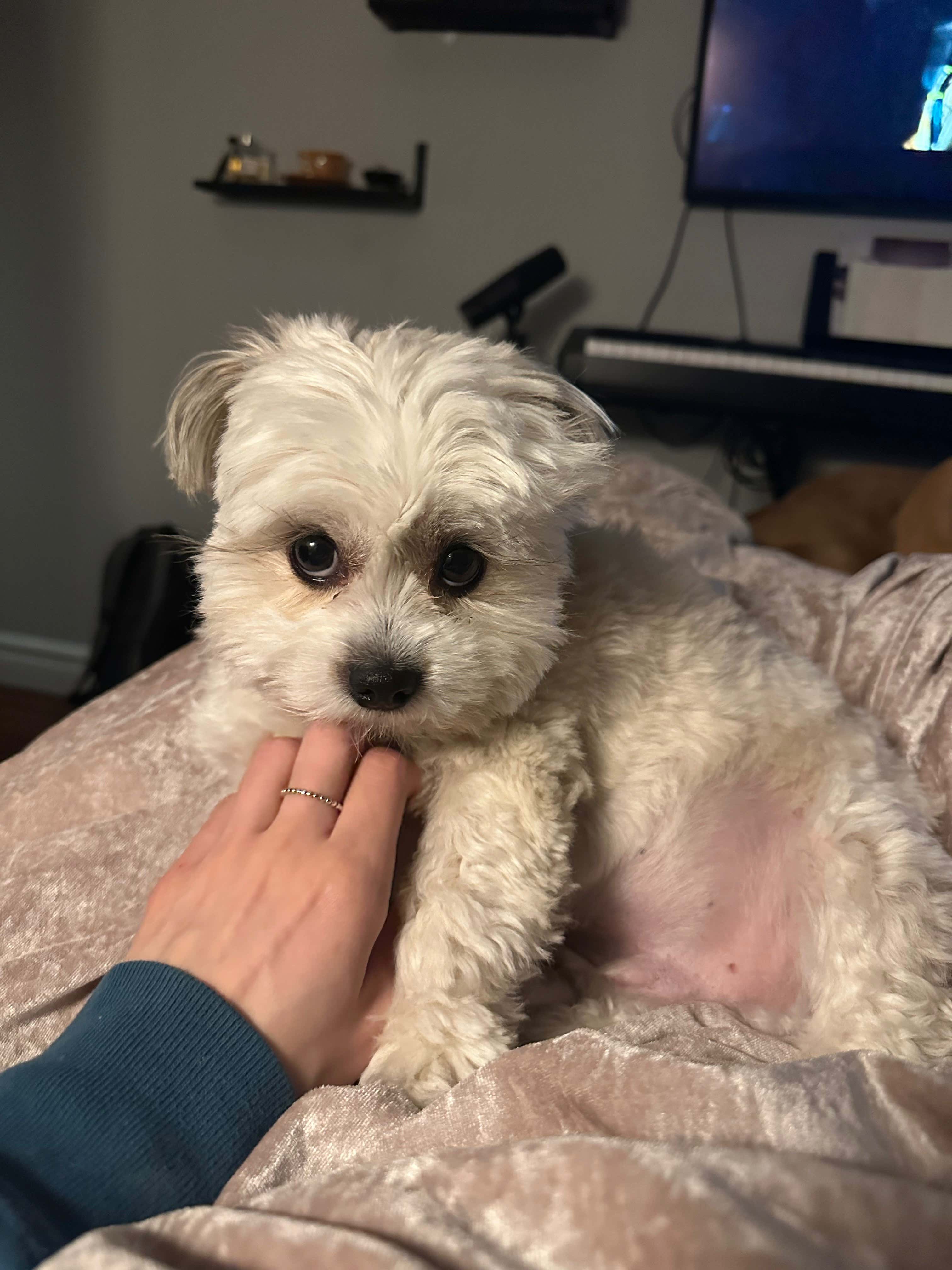 Beating The Shit Out Of Kelly Keegs With My Roommate's Dog