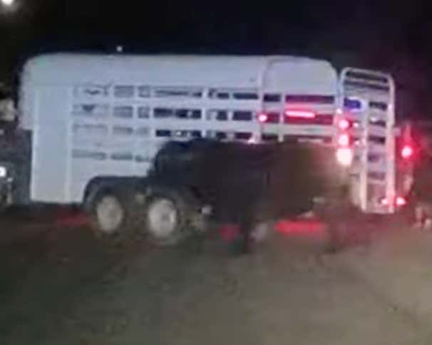 No Bull! Texas Bull Wanders Town For Hours