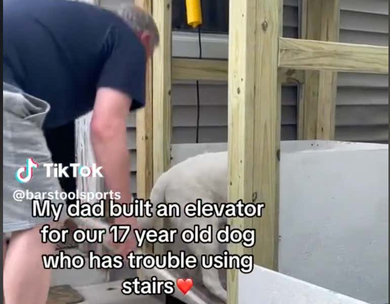 Impossible Not To Smile: This Dad's 17-Year-Old Dog Can't Use Steps Anymore So Naturally He Built Him A Makeshift Elevator
