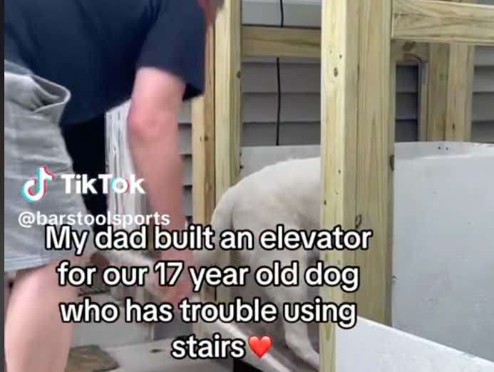 Impossible Not To Smile This Dad's 17YearOld Dog Can't Use Steps