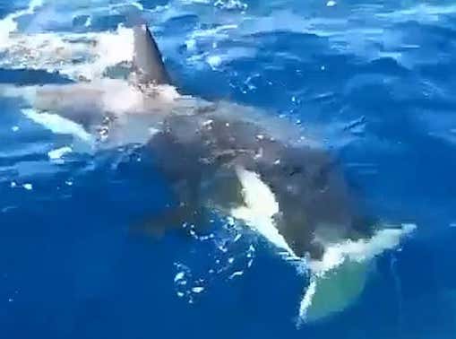 We Have Video of Another Orca Boat Attack, as One Bites the Rudder ...