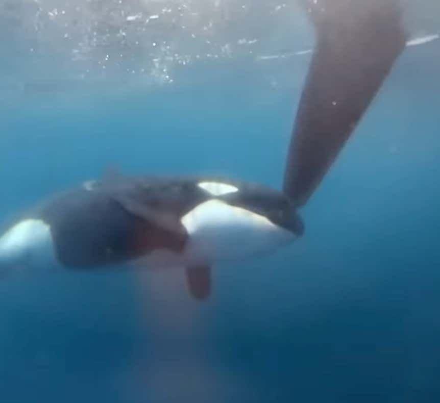 WATCH: We've Finally Got Underwater Footage Of The Killer Whale Pod Destroying Boats Off The Coast Of Spain And It Is TERRIFYING