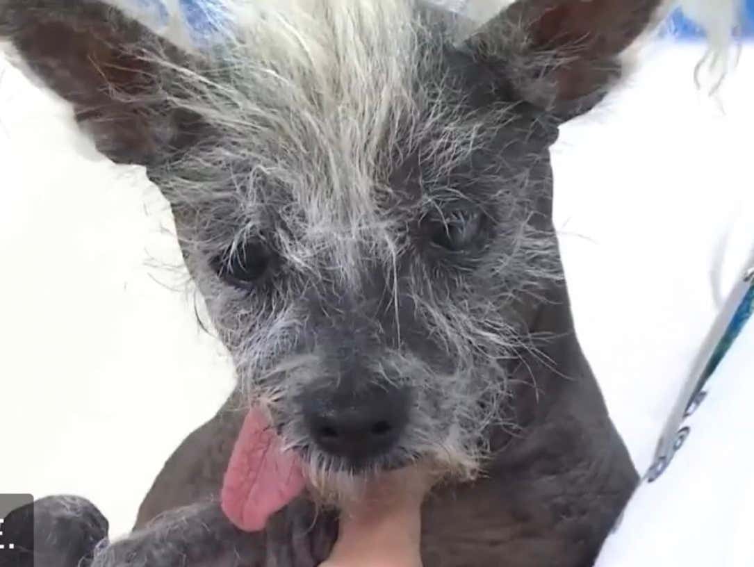 The 2023 World S Ugliest Dog Has Been Crowned And They Picked A Fucking The 2023 World S Ugliest Dog Has Been Crowned And They Picked A Fucking