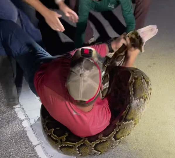 Watch: Some Guy In Florida Just Caught The Largest Ever Burmese Python With His Bare Hands And Almost Got Strangled To Death Trying To Do It